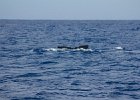 WhaleWatching 028